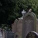 Kestrel at the Cemetery