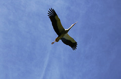 Stork wings outstretched