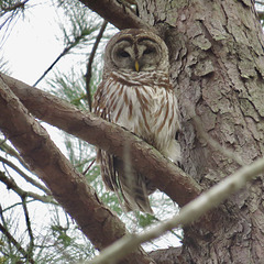 Barred owl (Strix varia) in pine tree