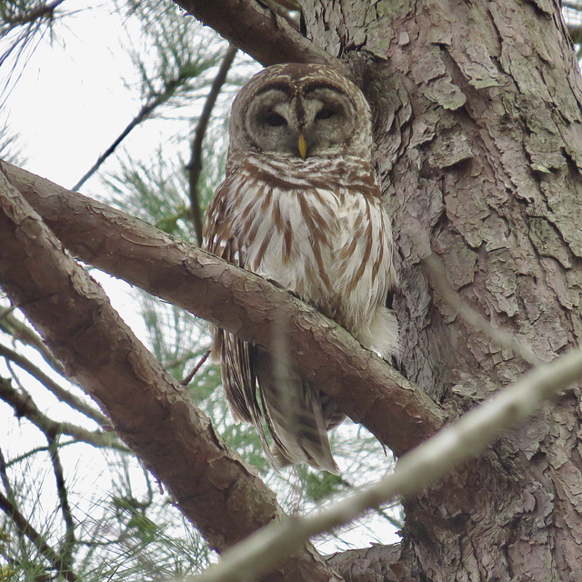Barred owl (Strix varia) in pine tree