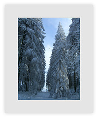 ...im Winterwald...