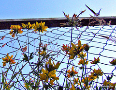 Weeds Against a Fence
