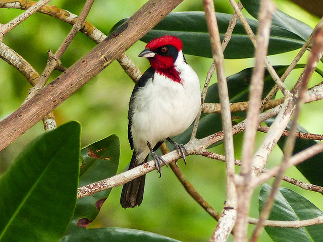 Masked Cardinal, Caroni Swamp, Trinidad