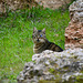 Athens 2020 – Ancient Agora of Athens – Cat with damaged eye