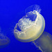 Moon Jelly – Monterey Bay Aquarium, Monterey, California