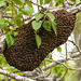 Large Bee colony