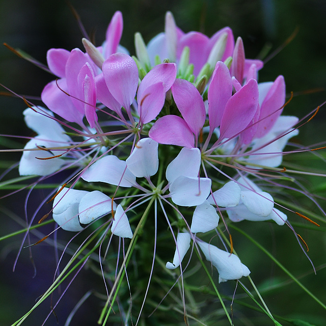 Spinnenblume (Cleome hassleriana 'Rose Queen')