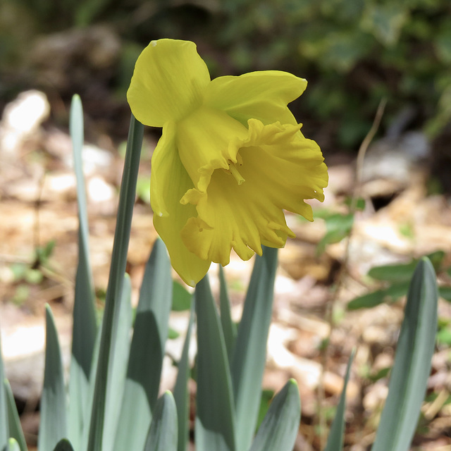 First daffodil of spring (Narcissus)