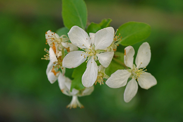 Apple Blossom White