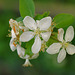 Apple Blossom White