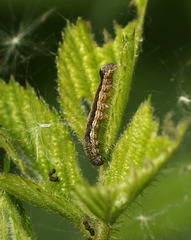 Caterpillar on Brambe (need id)