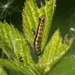 Caterpillar on Brambe (need id)