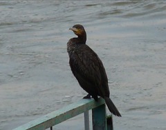 cormoran sous la pluie