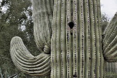 Saguaro Cactus Nesting Holes – Desert Botanical Garden, Papago Park, Phoenix, Arizona