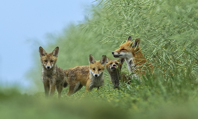 Foxy with her cubs - Renarde et ses petits