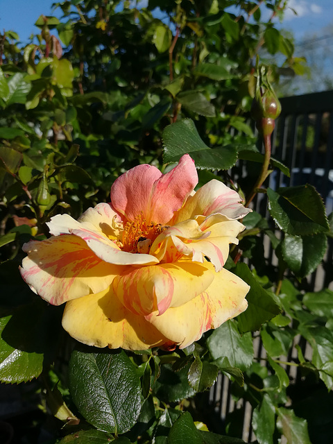 HFF everyone. The first rose in the garden this year