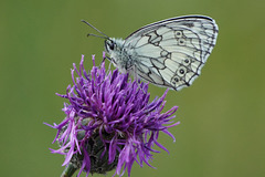 2) Schachbrettfalter lieben violette Blüten - Marbled whites love purple flowers