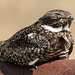 Common Nighthawk / Chordeiles minor - threatened species