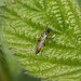 Sawfly or Wasp