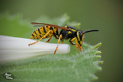 59/366: Wasp on Fallen Morning Glory Flower