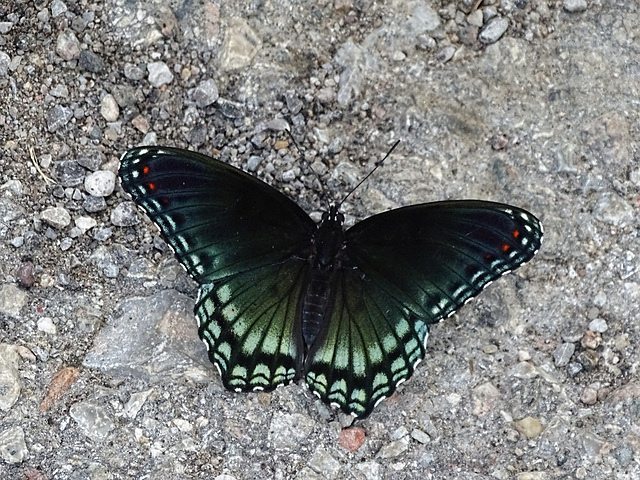 Red-spotted Purple (Limenitis arthemis)(m) A first for here