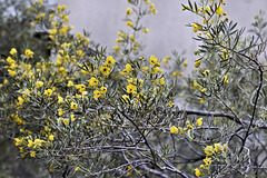 Like Lemon Drops – Desert Botanical Garden, Papago Park, Phoenix, Arizona