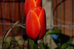 tulp rood