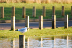 Black headed gull, winter plumage, and a lot of fence posts!