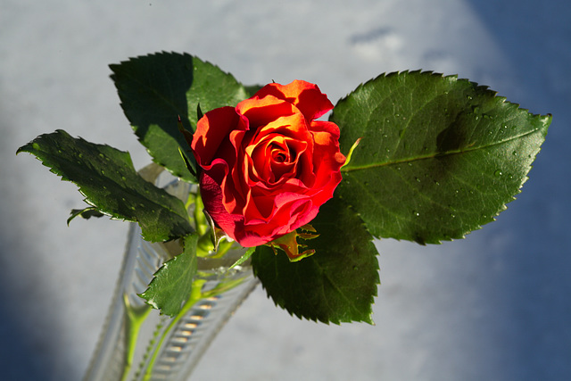 Rose 7/50 : Schiefe Schönheit