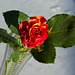 Rose 7/50 : Schiefe Schönheit