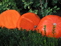 Pumpkins
