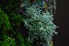 Das Eichenmoos Evernia prunastri - The oakmoss Evernia prunastri