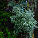Das Eichenmoos Evernia prunastri - The oakmoss Evernia prunastri