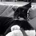 B/W of our cat, Max
