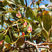 Fuchsia gum