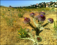 Cardoon or thistle, someone will correct me I hope!