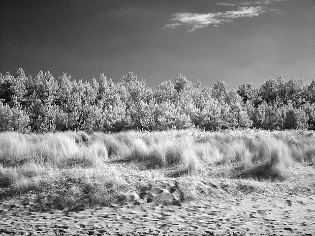 Pines, dune.