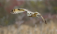 Hibou des marais / short-eared Owl