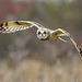 Hibou des marais / short-eared Owl
