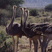 Juvenile Ostriches