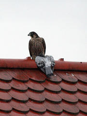 peregrine falcon eating