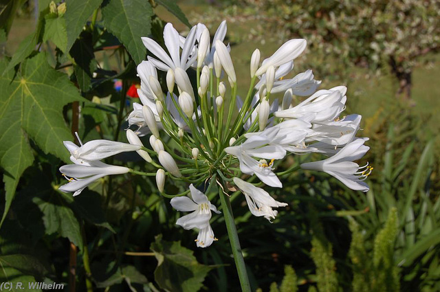 Agapanthus Agapanthus