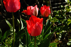 tulpen rood