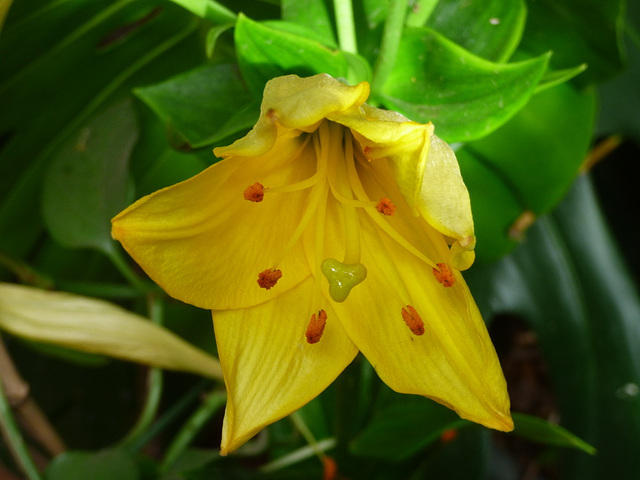 Flor amarilla, une fleur jaune