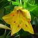 Flor amarilla, une fleur jaune