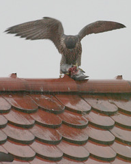 falcon having a meal