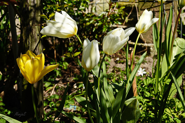tulpen wit geel