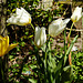tulpen wit geel