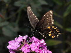swallowtail DSC 2439