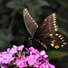 swallowtail DSC 2439